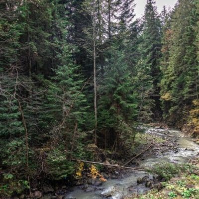 A taiga: um bioma de extremos