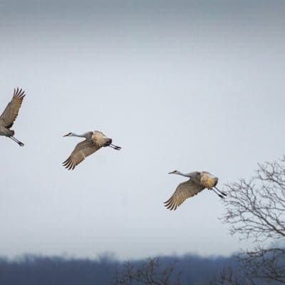 Método usado para prever efeitos das mudanças climáticas nas espécies pode estar errado, diz estudo