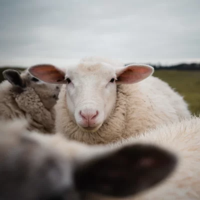 Dolly e seus descendentes: como a ovelha clonada mudou a ciência e a medicina