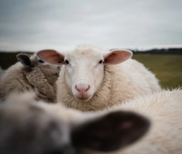 Dolly e seus descendentes: como a ovelha clonada mudou a ciência e a medicina