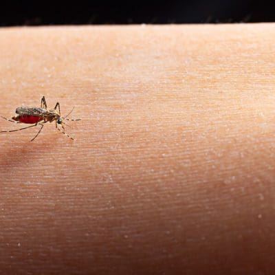 Mosquito Pólvora e a Febre de Oropouche: Fique por dentro!
