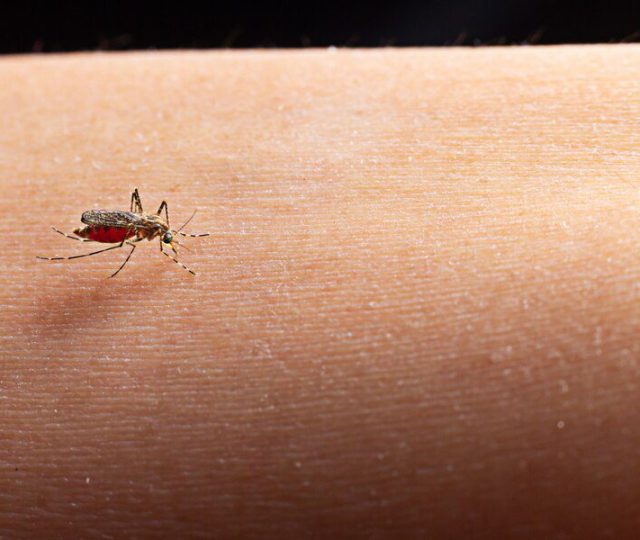 Mosquito Pólvora e a Febre de Oropouche: Fique por dentro!