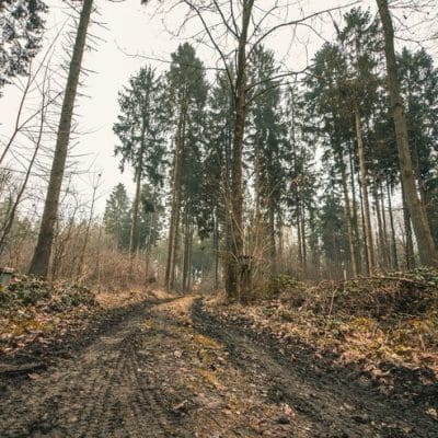 Mudanças climáticas põem em risco a saúde das florestas e a sua também