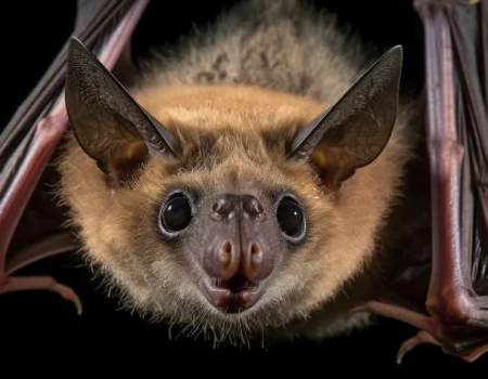 Pesquisa alerta para variantes do vírus da raiva em morcegos e saguis no Ceará