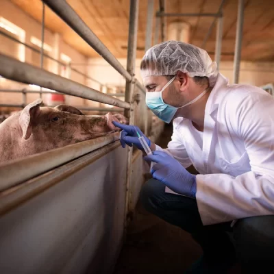 Cientistas cultivam rins humanos dentro de porcos por 28 dias