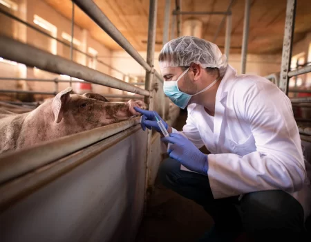Cientistas cultivam rins humanos dentro de porcos por 28 dias