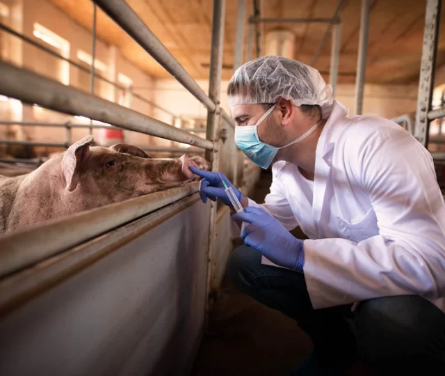Cientistas cultivam rins humanos dentro de porcos por 28 dias