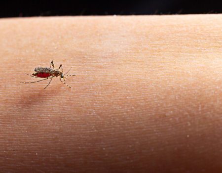 Mosquito Pólvora e a Febre de Oropouche: Fique por dentro!