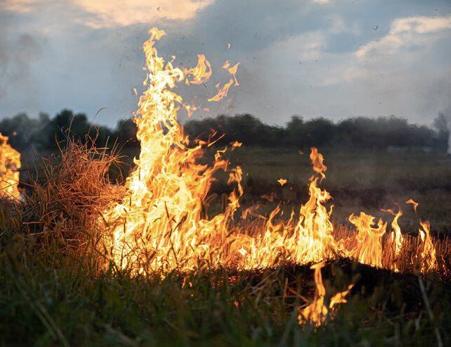 Como o aquecimento global atrapalha a prevenção de incêndios florestais