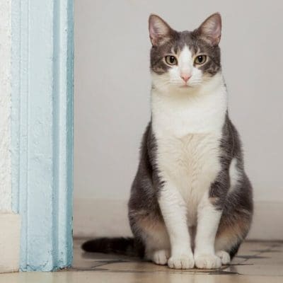 Esporotricose: a doença do gato que pode afetar humanos