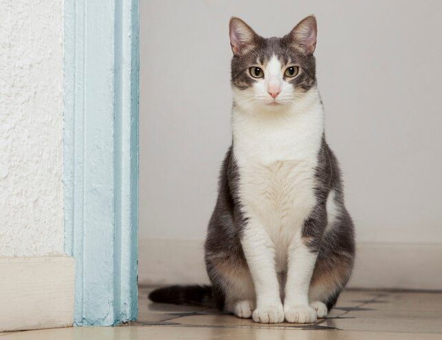 Esporotricose: a doença do gato que pode afetar humanos