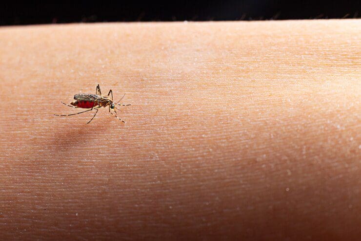 Brasil é o primeiro país a oferecer vacina da dengue pelo SUS