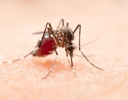 Fiocruz alerta para aumento de casos graves de Dengue em crianças pequenas