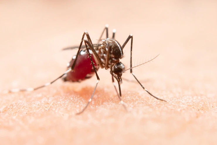 Pesquisa revela alta taxa de coinfecção de dengue e chikungunya no Brasil