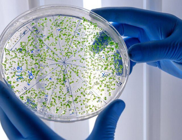 Descoberta que Pode Revolucionar o Tratamento de Infecções Bacterianas