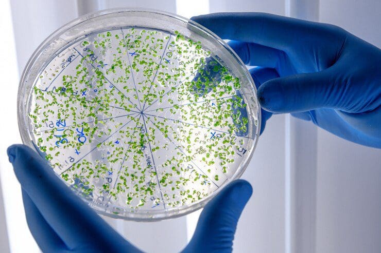 Descoberta que Pode Revolucionar o Tratamento de Infecções Bacterianas