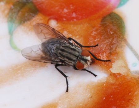 Virose da mosca: conheça as causas, os sintomas e as formas de prevenção e tratamento