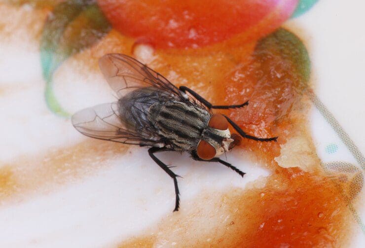 Virose da mosca: conheça as causas, os sintomas e as formas de prevenção e tratamento