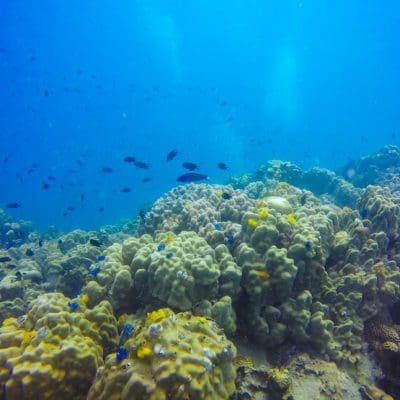DNA ambiental e drones submarinos: uma nova forma de estudar os corais profundos