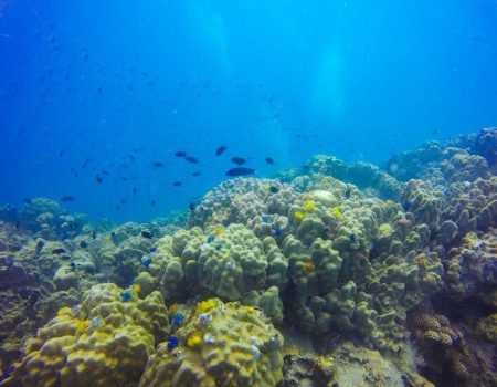 DNA ambiental e drones submarinos: uma nova forma de estudar os corais profundos