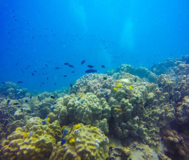 DNA ambiental e drones submarinos: uma nova forma de estudar os corais profundos