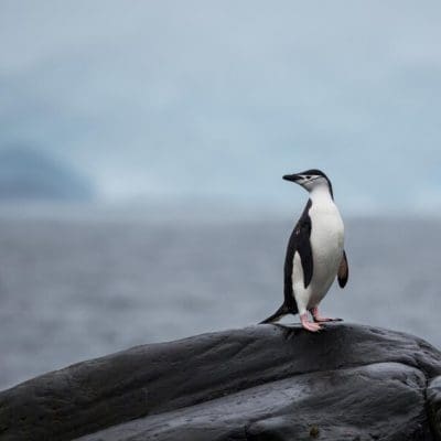 Descoberta de Gripe Aviária em pinguins na Antártica preocupa cientistas