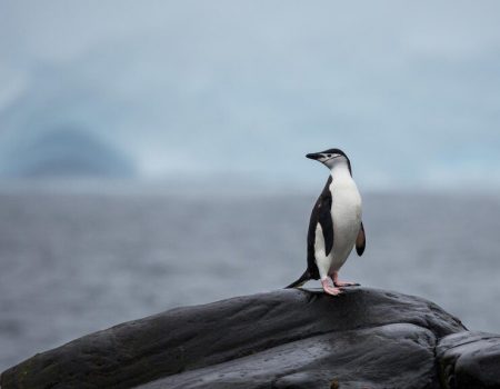 Descoberta de Gripe Aviária em pinguins na Antártica preocupa cientistas