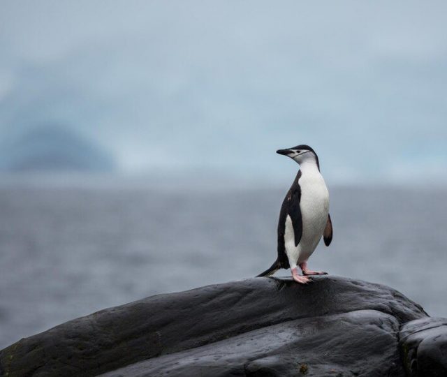 Descoberta de Gripe Aviária em pinguins na Antártica preocupa cientistas
