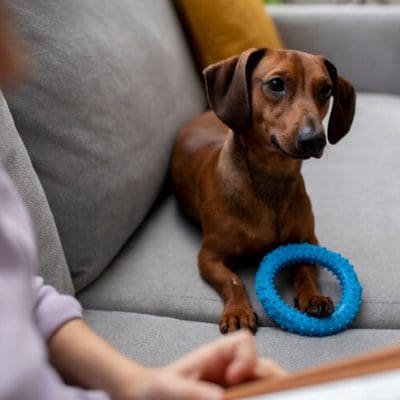 Estudo mostra que cães reconhecem palavras associadas a objetos