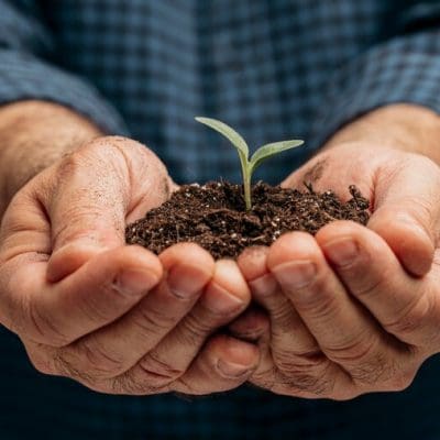 Experimento de Beal: sementes revelam segredos de longevidade após 150 anos