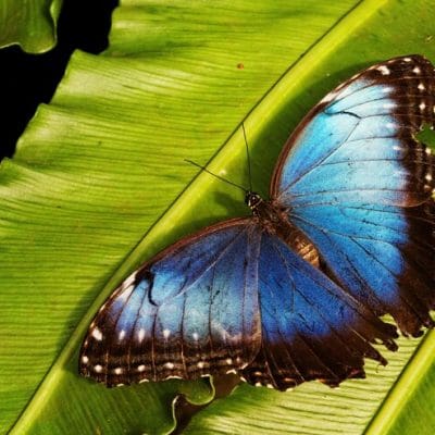 Pesquisadores desvendaram o mistério por trás dos padrões coloridos nas asas das borboletas