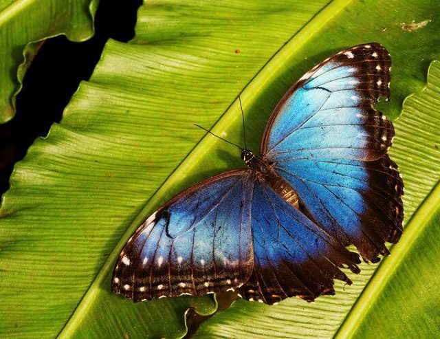 Pesquisadores desvendaram o mistério por trás dos padrões coloridos nas asas das borboletas