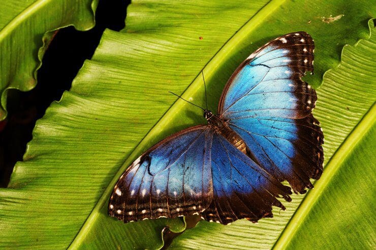 Pesquisadores desvendaram o mistério por trás dos padrões coloridos nas asas das borboletas