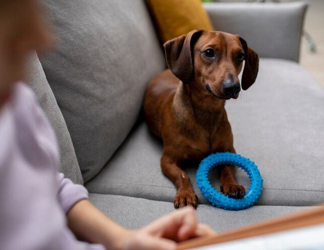 Estudo mostra que cães reconhecem palavras associadas a objetos