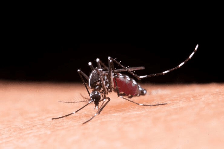Alta carga tributária sobre repelentes de insetos no Brasil preocupa especialistas