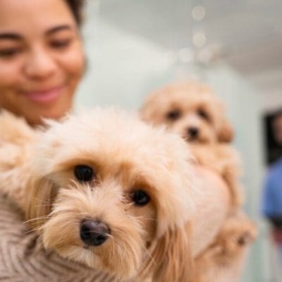 Clonar seu cão não garante uma cópia idêntica, diz especialista