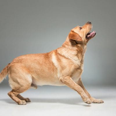 Medicamento inovador pode prolongar vida de cães de porte grande