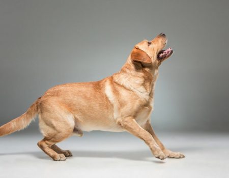 Medicamento inovador pode prolongar vida de cães de porte grande