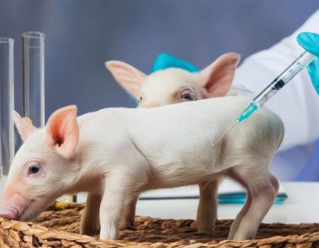 USP Lidera Projeto Inovador de Xenotransplantes com Porcos Geneticamente Modificados